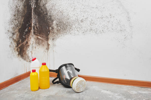 Best Preventive Mold Services in Oakley, UT