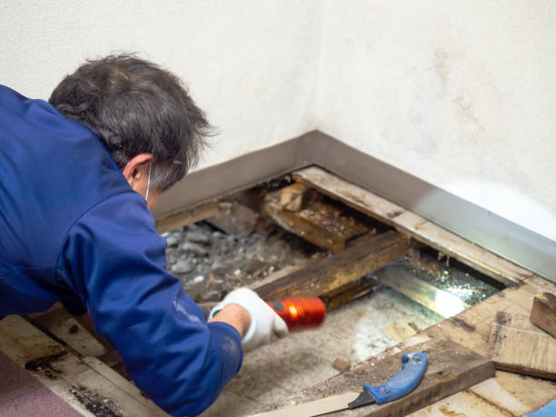 Best Preventive Mold Services in Oakley, UT