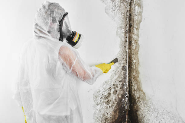 Best Emergency Mold Remediation in Oakley, UT