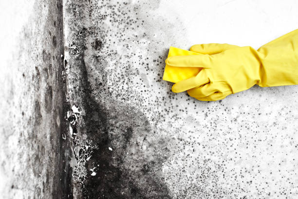 Best Emergency Mold Remediation in Oakley, UT