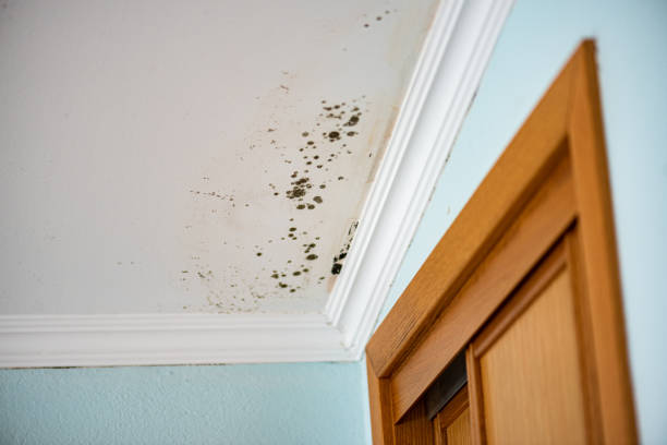 Best Attic Mold Remediation in Oakley, UT