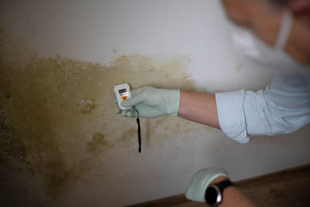 Best Post-Flood Mold Remediation in Oakley, UT