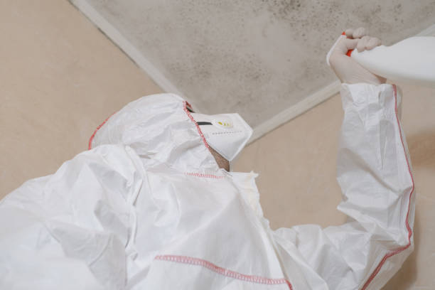 Best White Mold Remediation in Oakley, UT